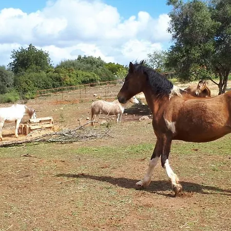 Caval'emoçao Hébergement de vacances Porches (Algarve)