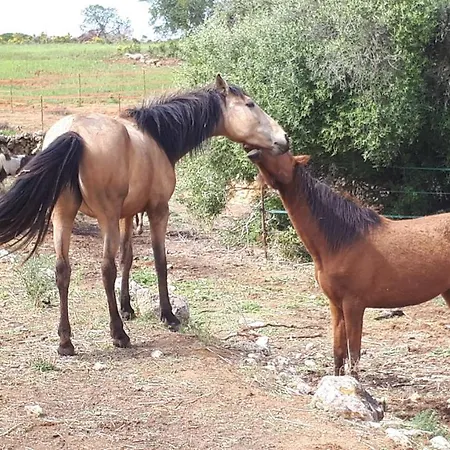 Hébergement de vacances Caval'emoçao Porches (Algarve)